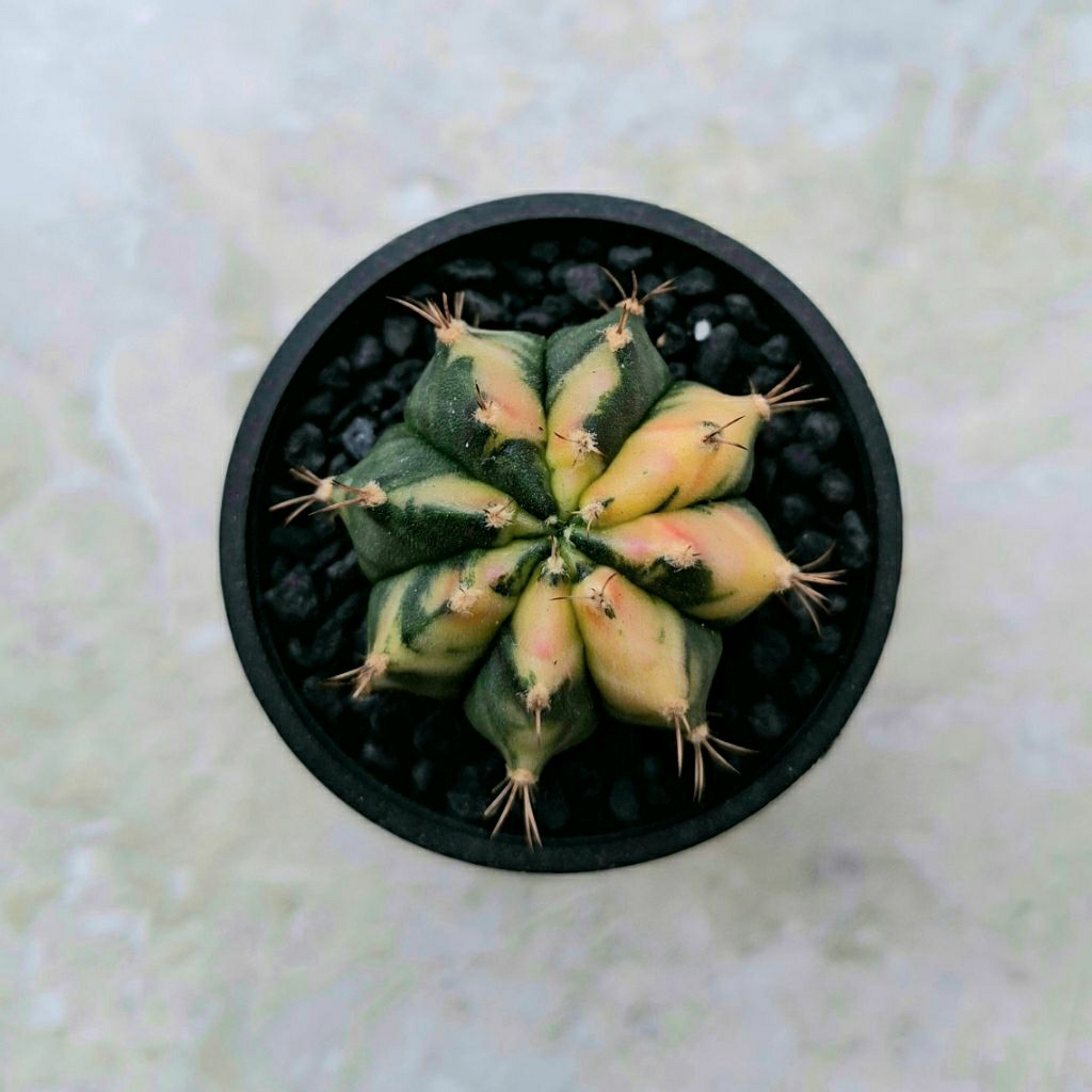 Kaktus Miha Var/Gymnocalicium Mihanovichii Variegata