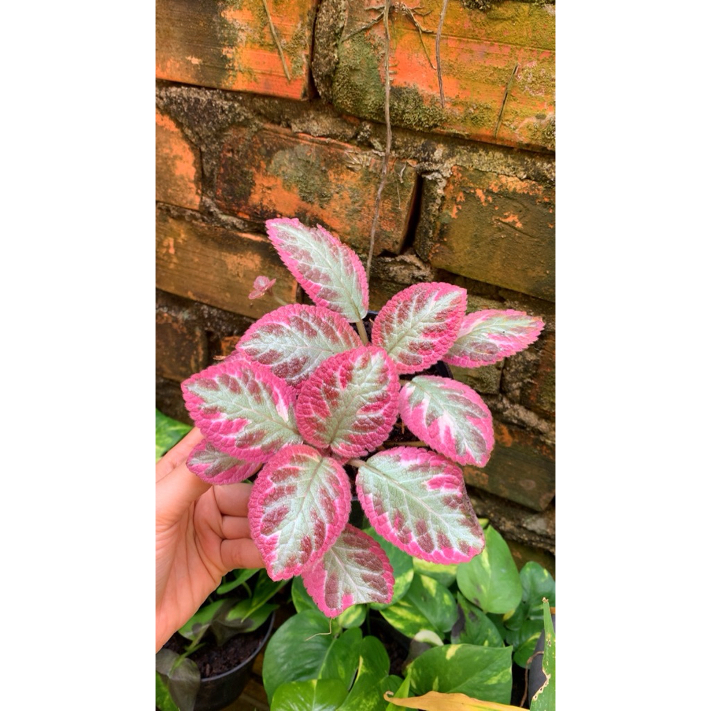 Episcia cleopatra