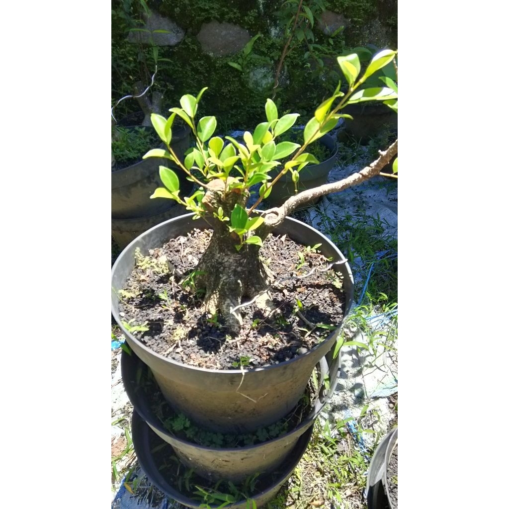 bahan bonsai kimeng prokar