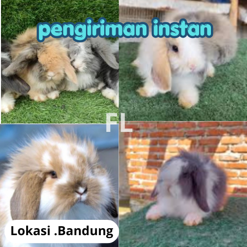 Kelinci Hias Fuzzy Lop Bulu Panjang Sehat