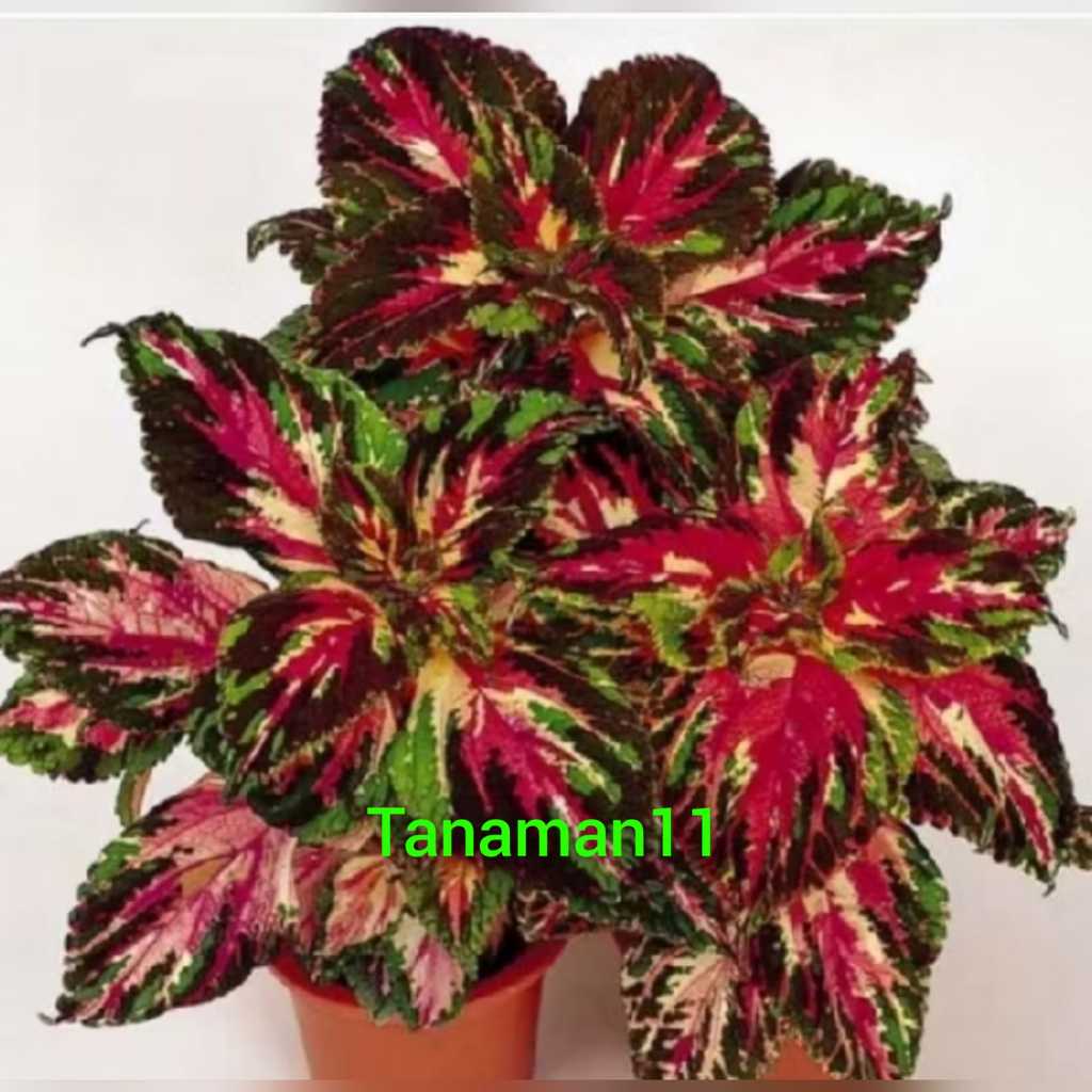 Tanaman miana army Coleus bercorak batik stok super