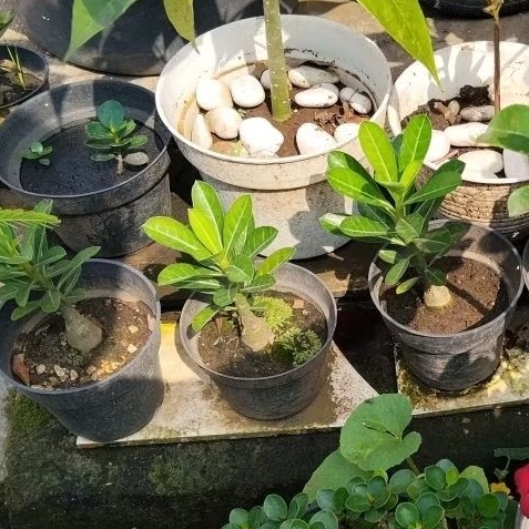 Bibit Bunga Kamboja