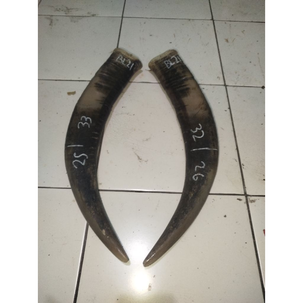 tanduk kerbau putih/bule termurah