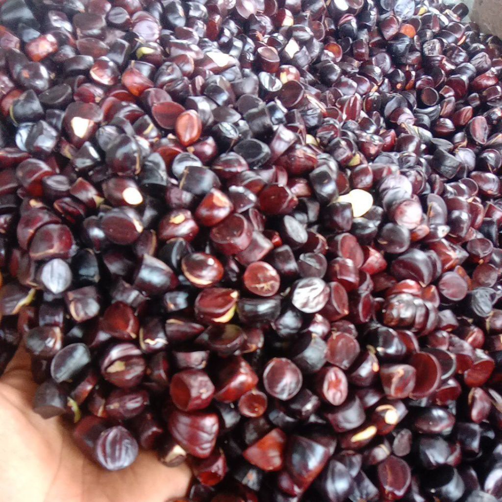250 gram Kabau / Jolang-Jaling Lalapan Khas Sumatera