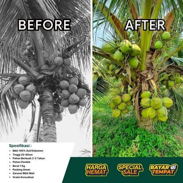TERLARIS  Pohon Kelapa Pendek Terbaik, Pohon Kelapa Pendek Terdekat
