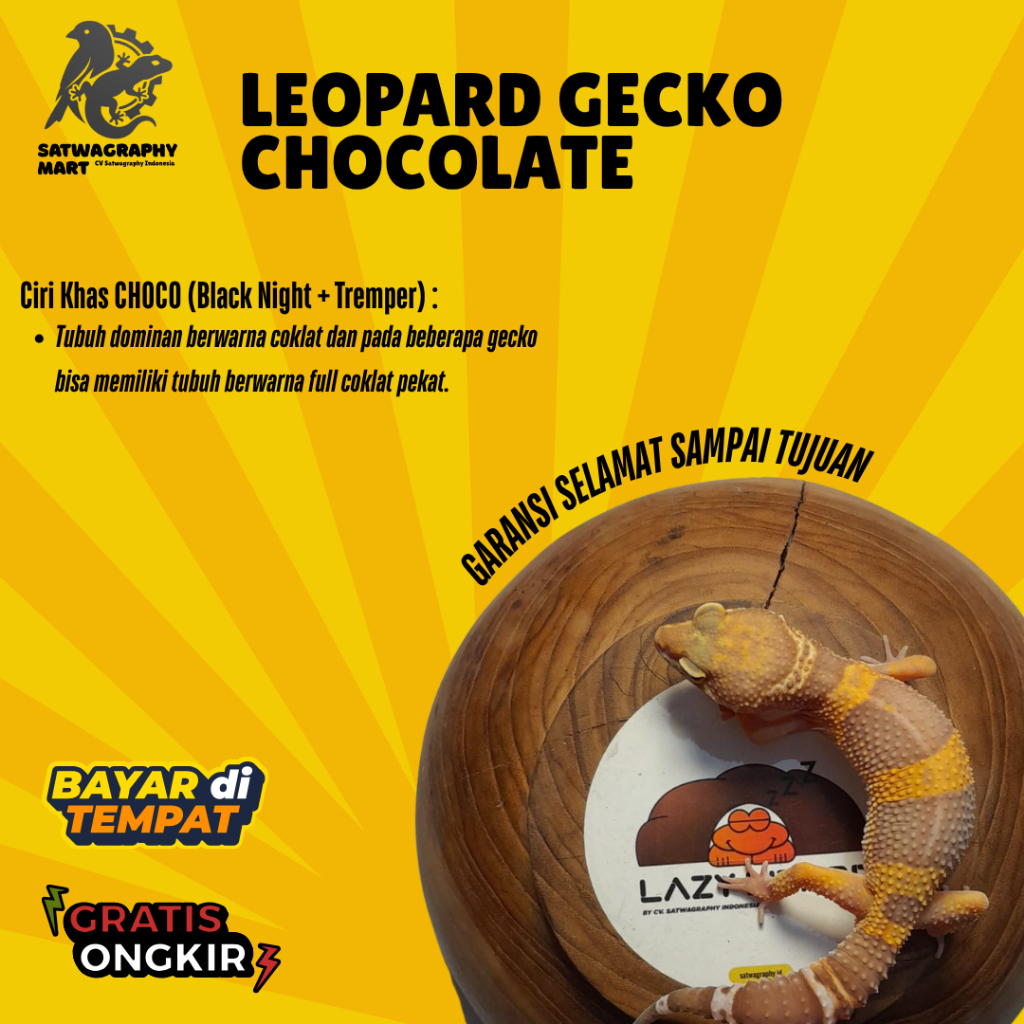Mainan Anak GECKO Chocolate atau Black Night BN Albino, Choco