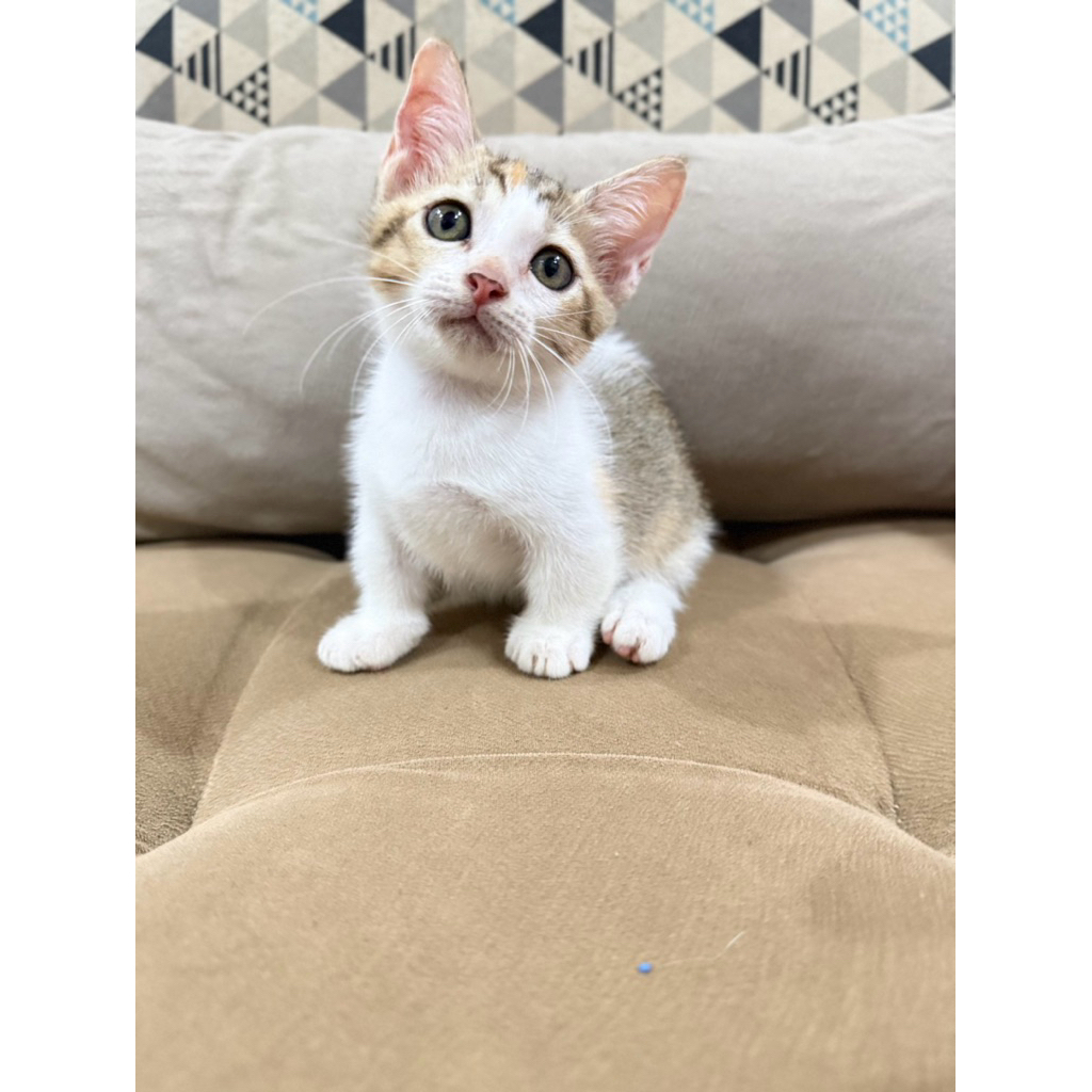 kucing Munchkin BSH kaki pendek persia anggora