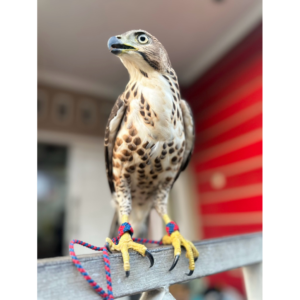 Mainan burung alap-alap