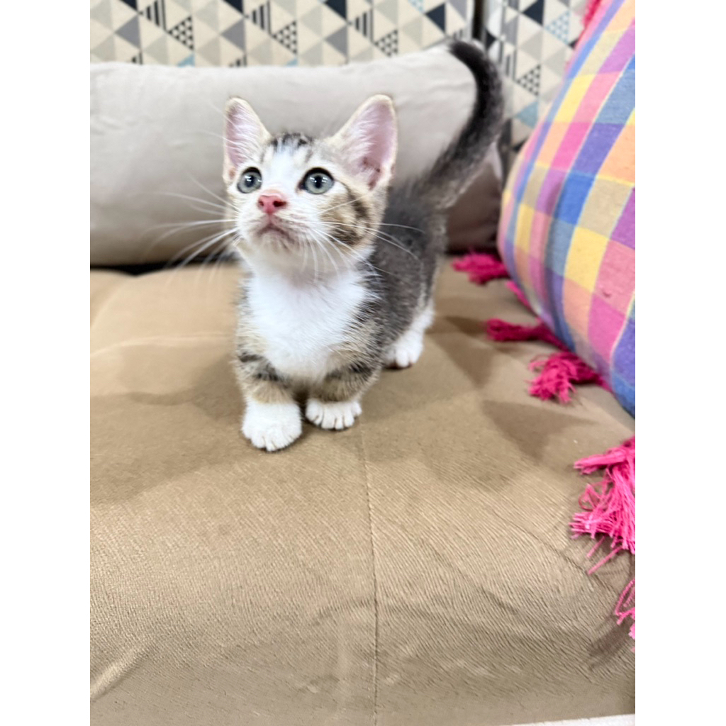 Kucing Munchkin BSh persia anggora kaki pendek