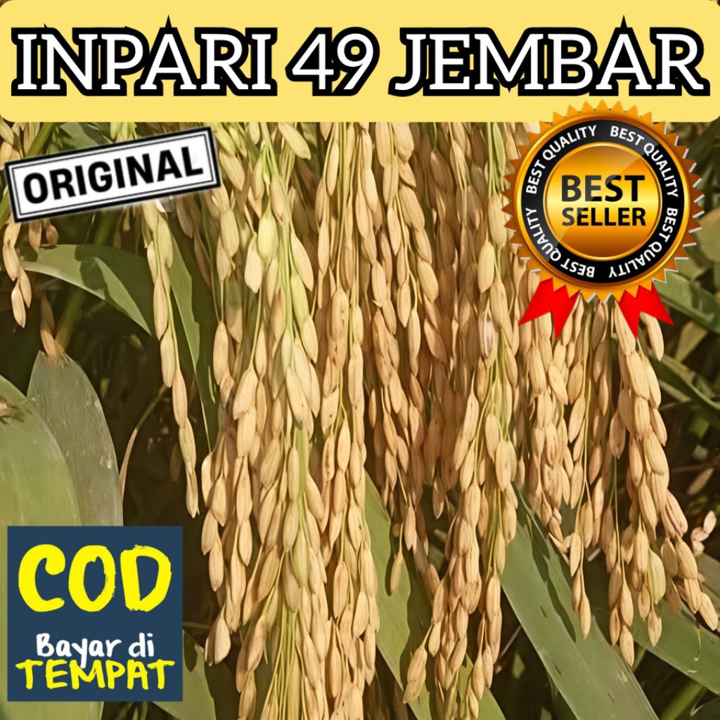 Benih Bibit Padi Inpari 49 Jembar Berkualitas Unggul Kemasan 5kg Rendeman Tinggi Nasi Pulen