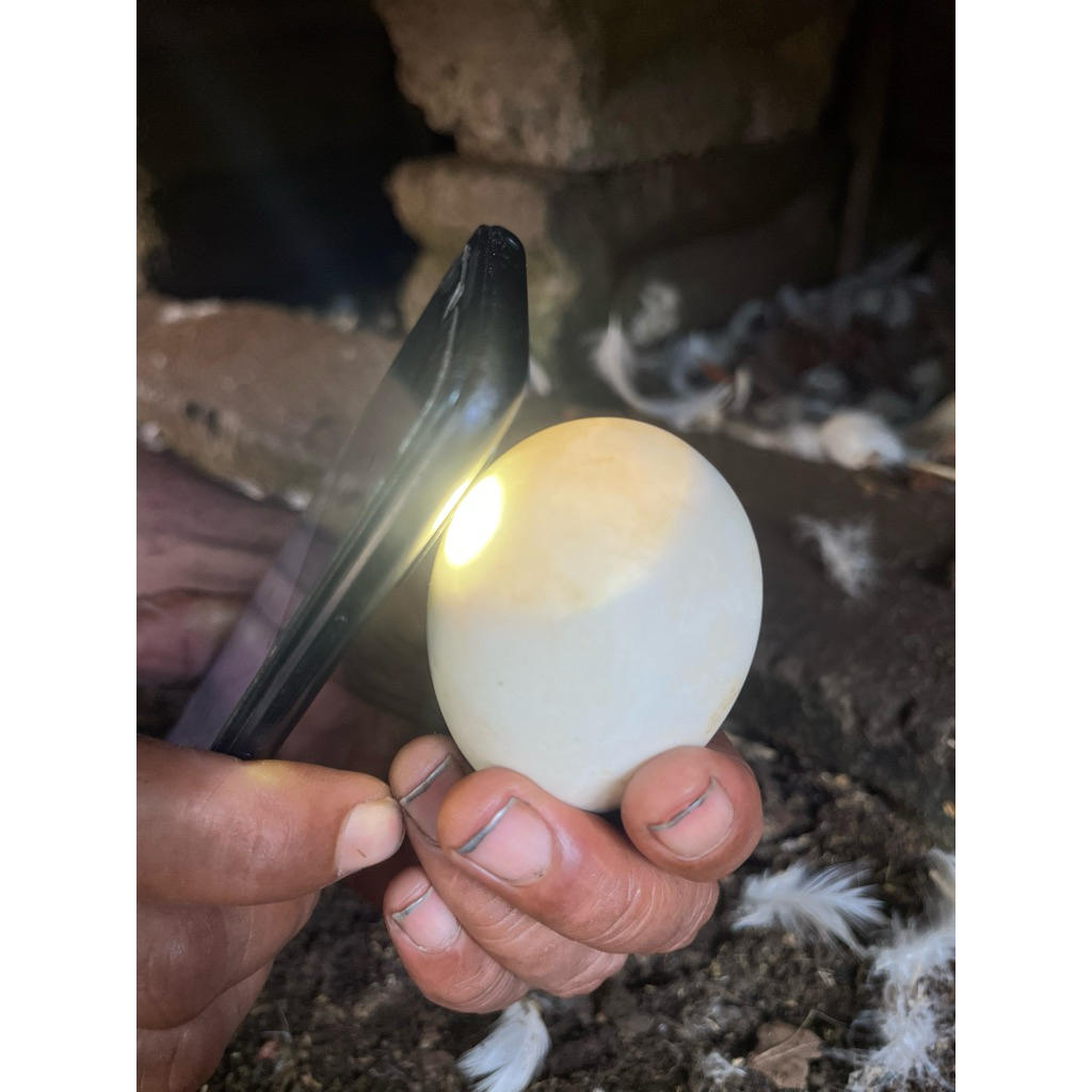 telur entok jumbo grade A anakan pejantan 102
