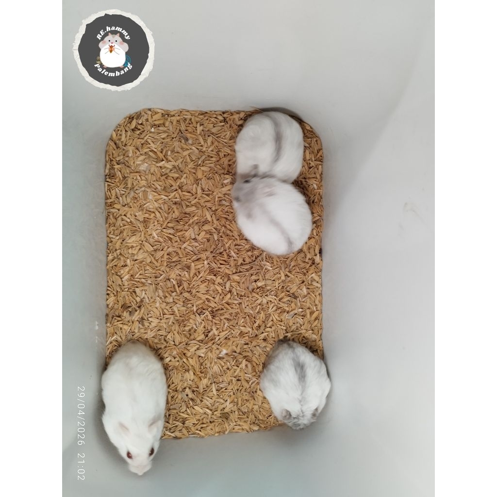 hamster winter white pearl - umur indukan 4 bulan+ jantan