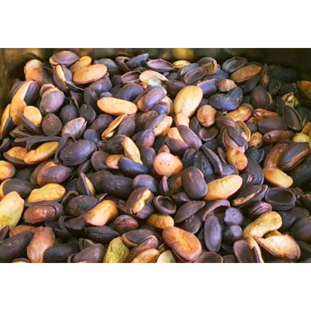 kedawung matang kedawung sangrai kedawung siap dimakan cemilan herbal sehat berkhasiat