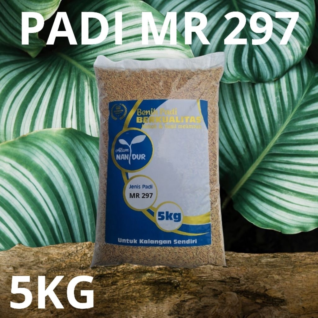 BIBIT | BENIH PADI MR 297 KEMASAN 5KG