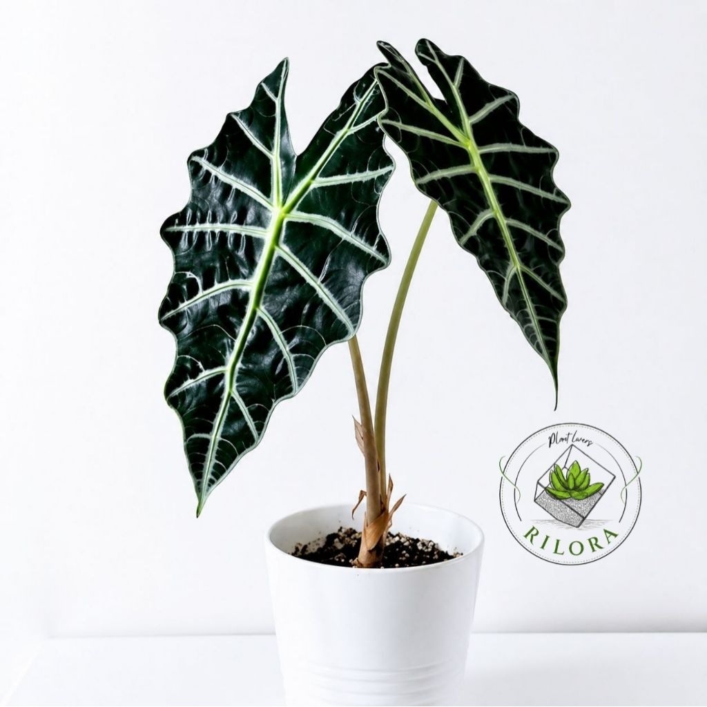 Tanaman hias keladi amazon - Pohon keladi amazon