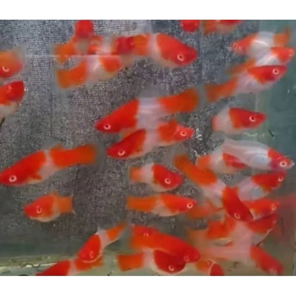 SANTA PLATY /MOLLY SANTA CLAUSE PER EKOR