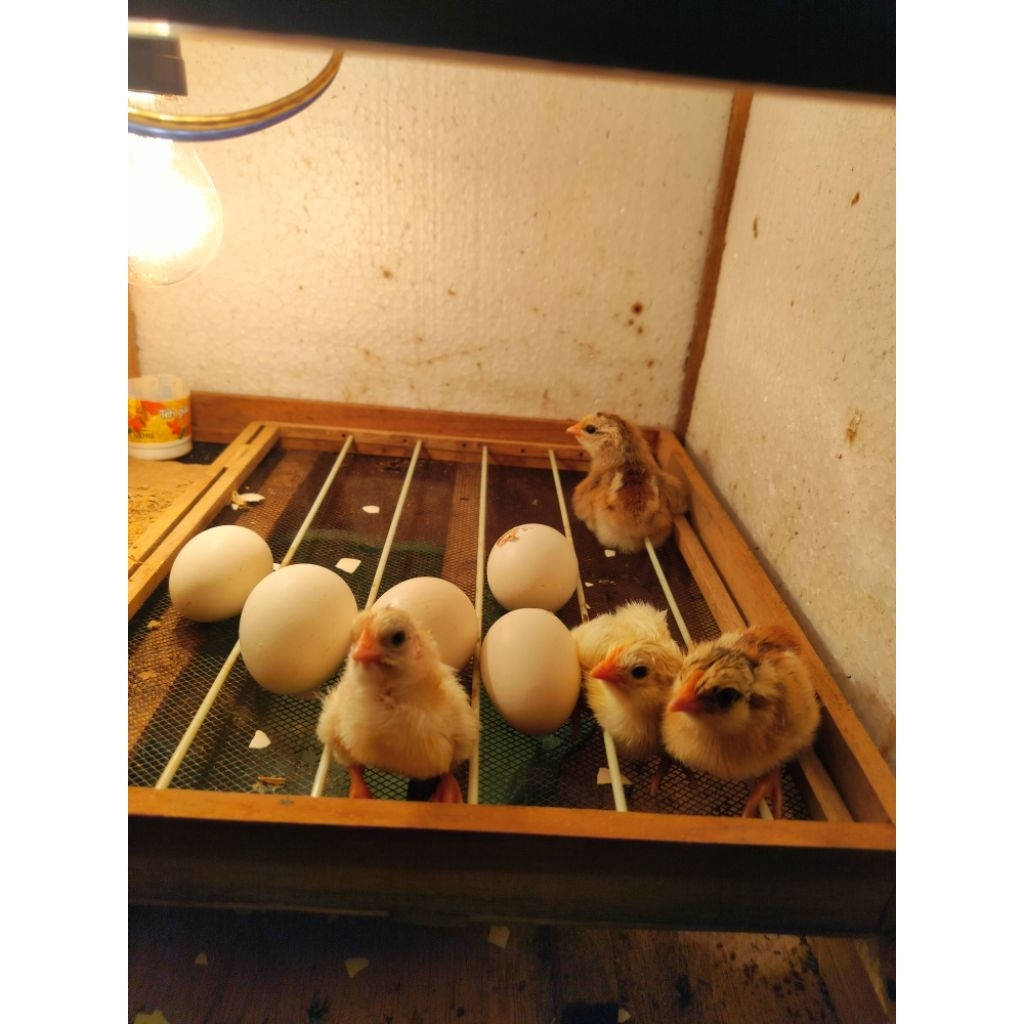 Telur fertil ayam kampung  (Elba)