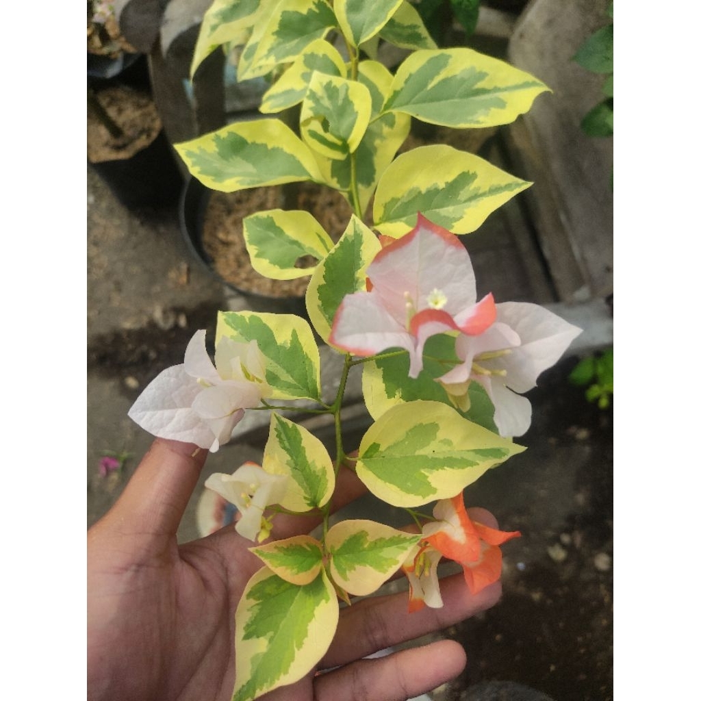 Bibit Bougenville Maharani Varigata