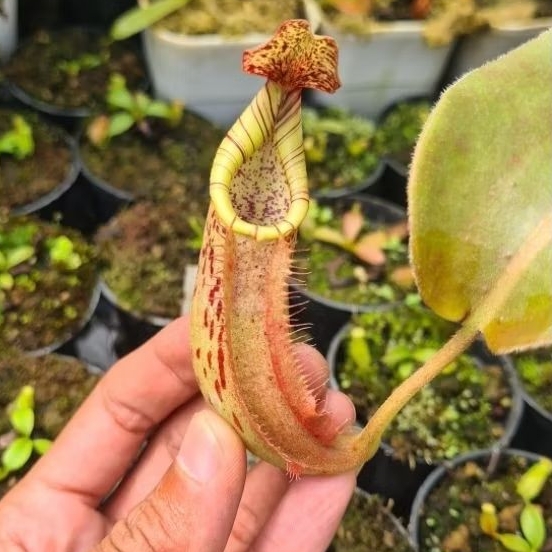 jual nepenthes hybrid Veitchi pink x LVBMC