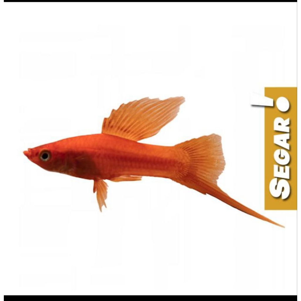 Platy Pedang Merah (isi 3) Ikan Hias Aquascape Hiasan Aquarium Tanaman Air