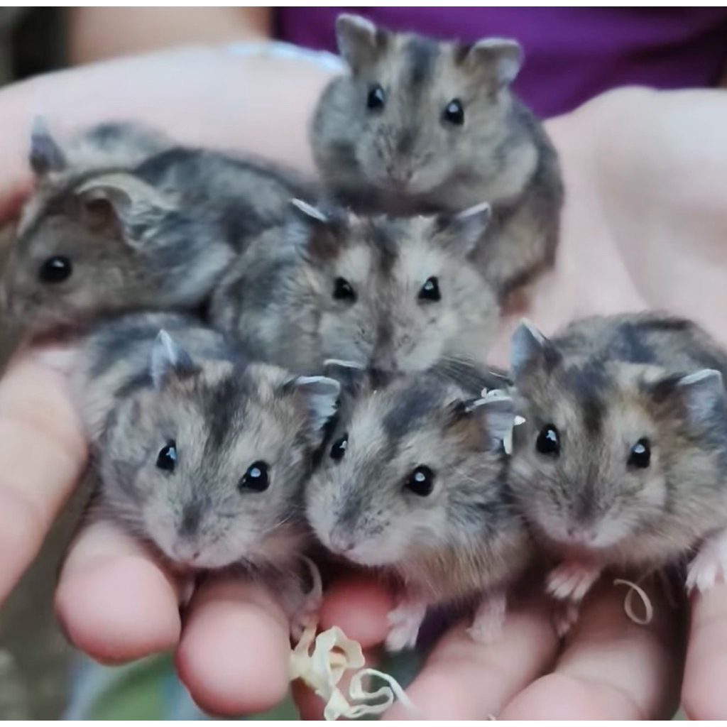 [kirim instant] Hamster Winter White Tiger sapphire hamster mini jinak
