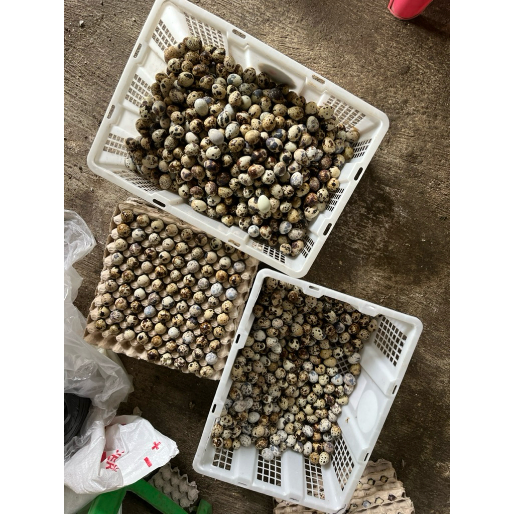 Telur Puyuh Fresh kandang