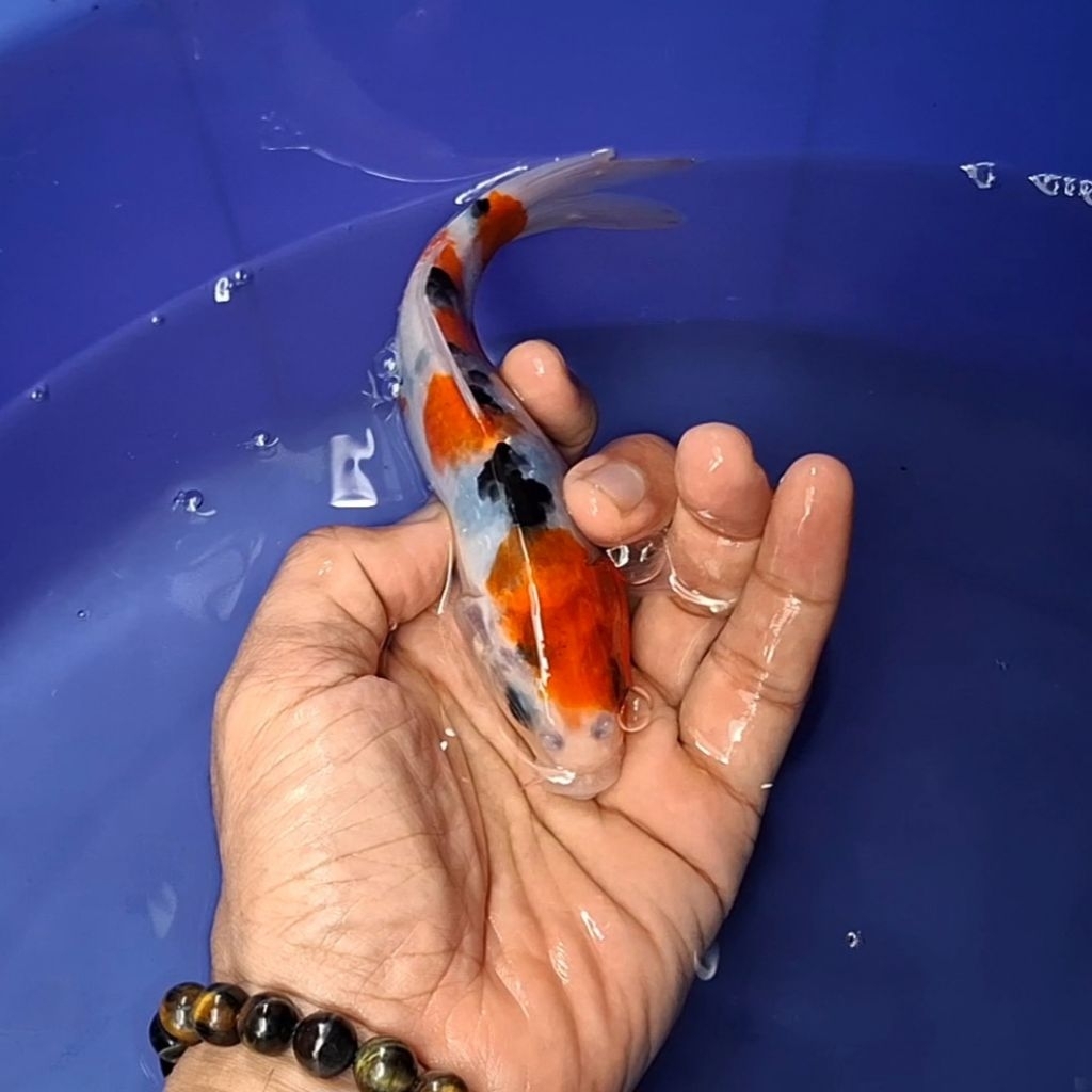 Ikan Koi Blitar Jenis Showa / Rumah Koi Jakarta / kode 0024