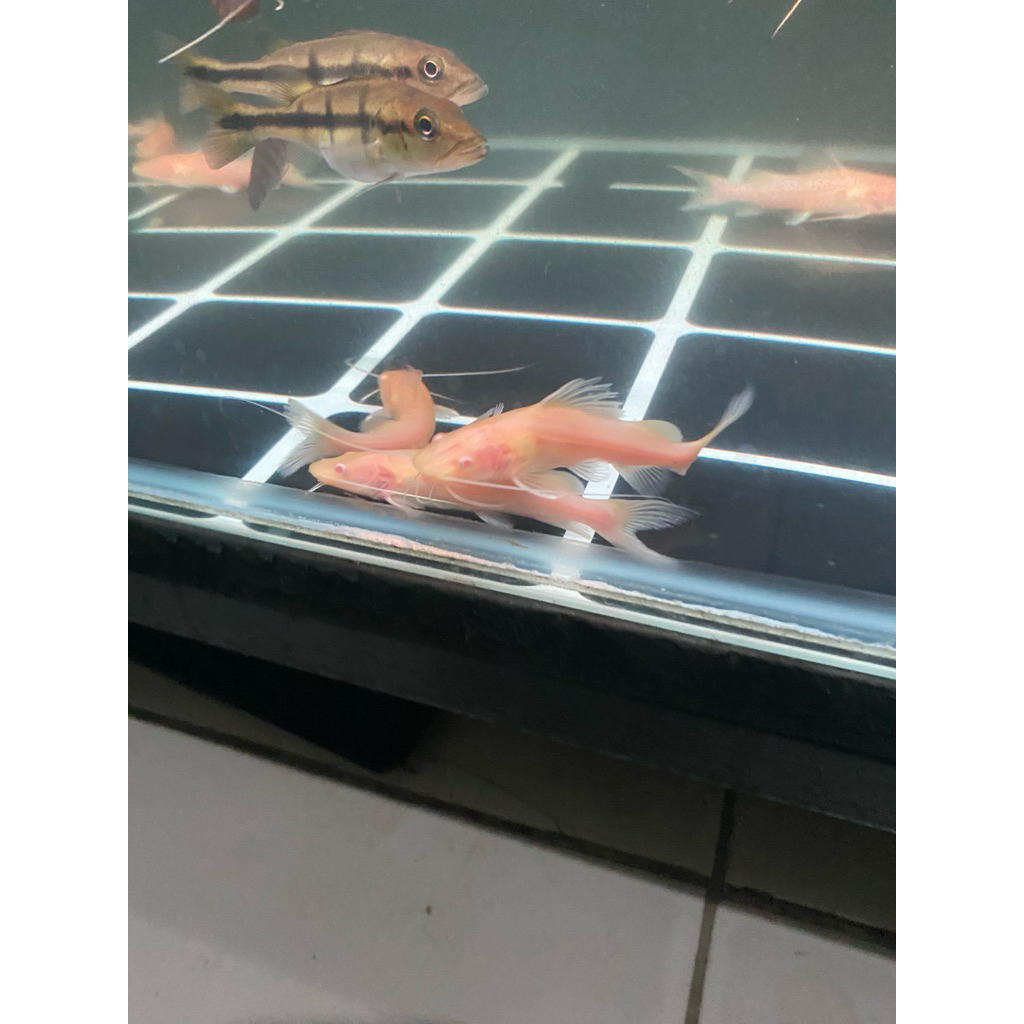 baung albino/catfish albino