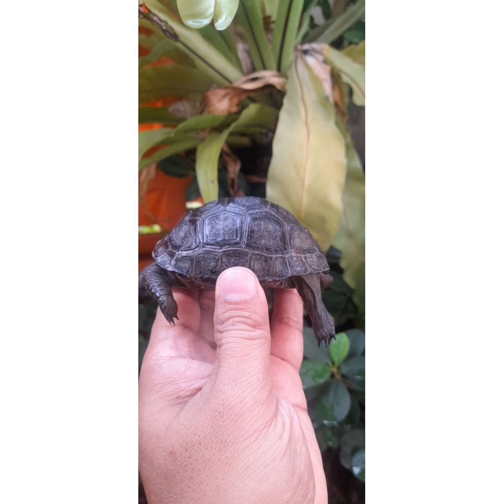 Replka pelet Aldabra 9cm up