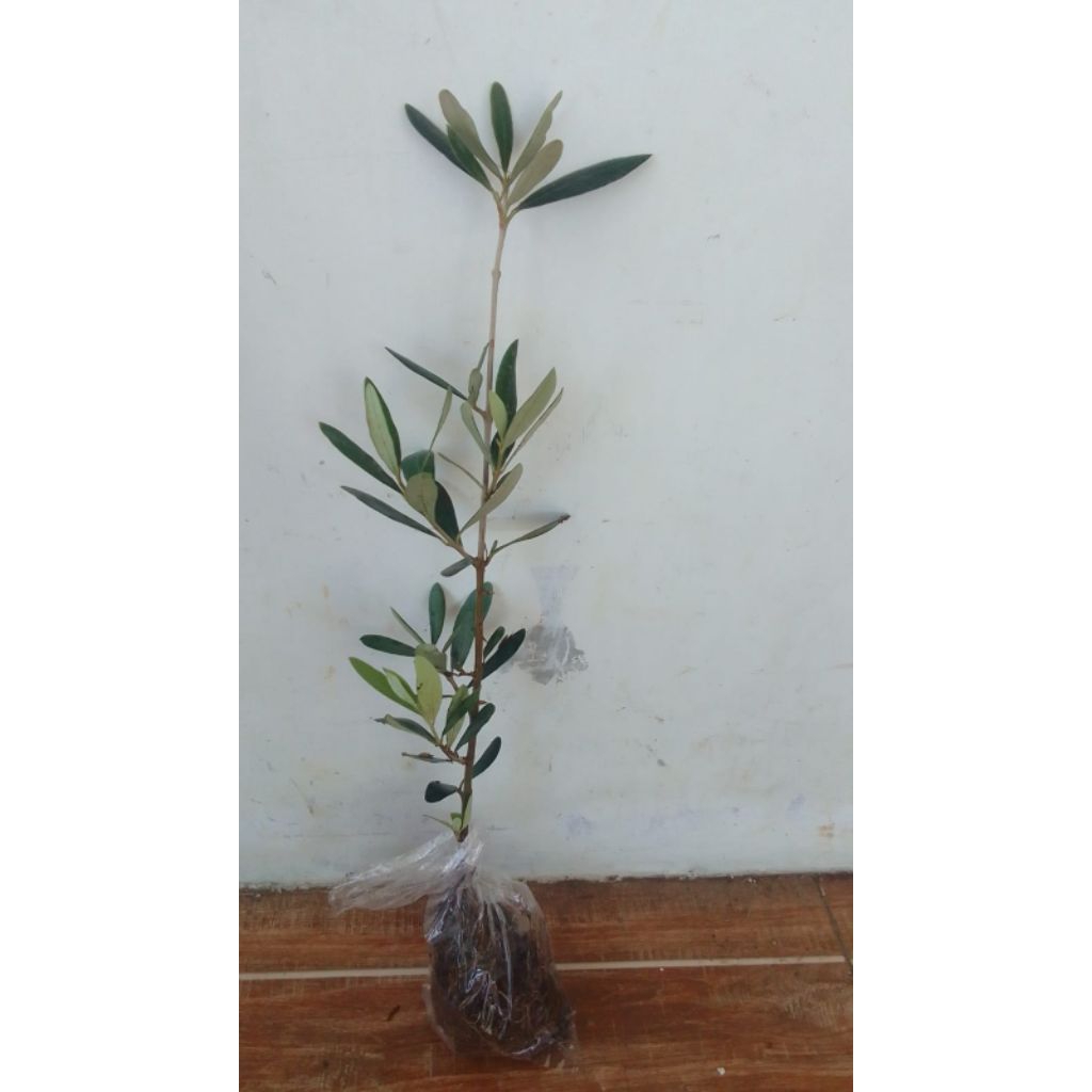 .tanaman zaitun