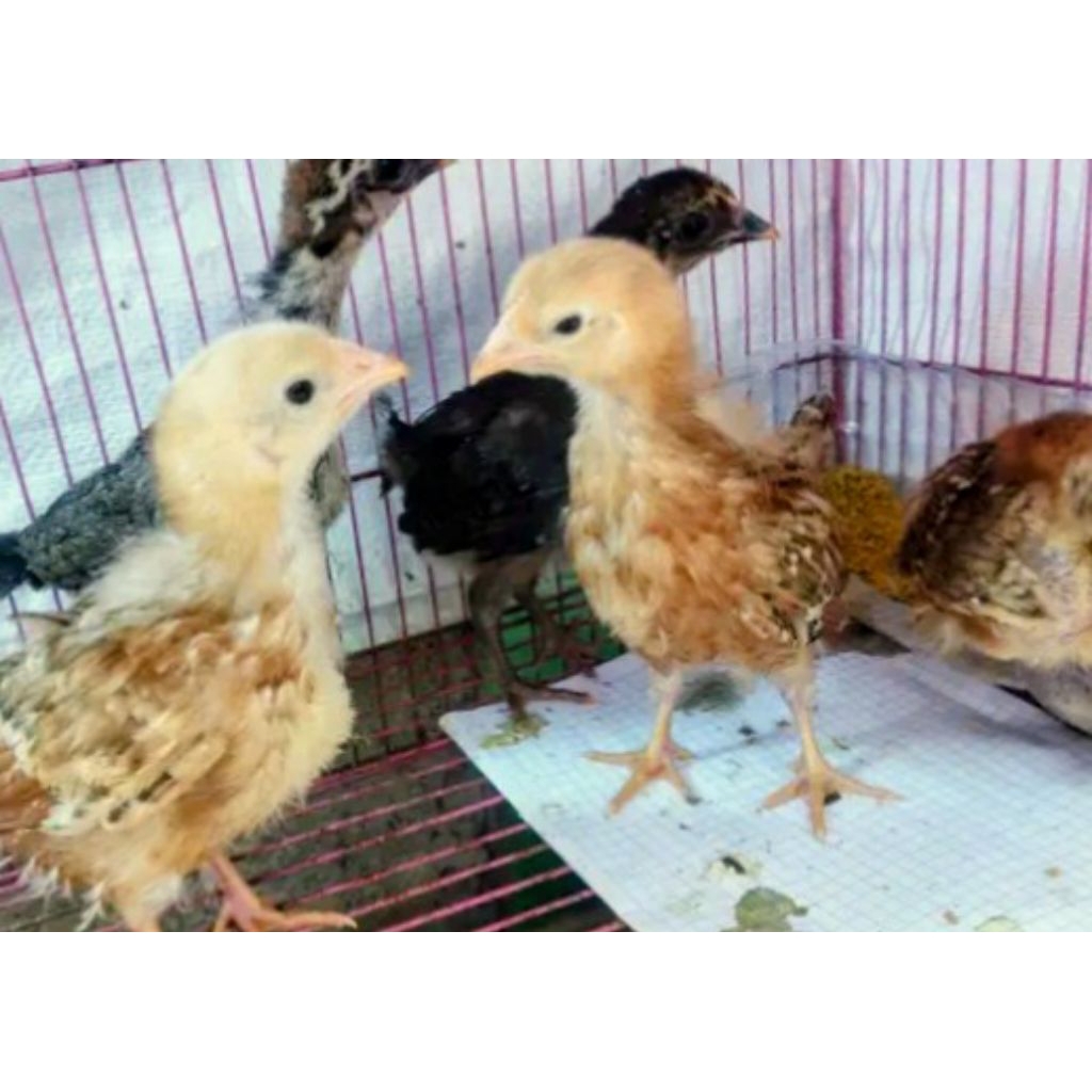 anak ayam kub jenaka 2bulan