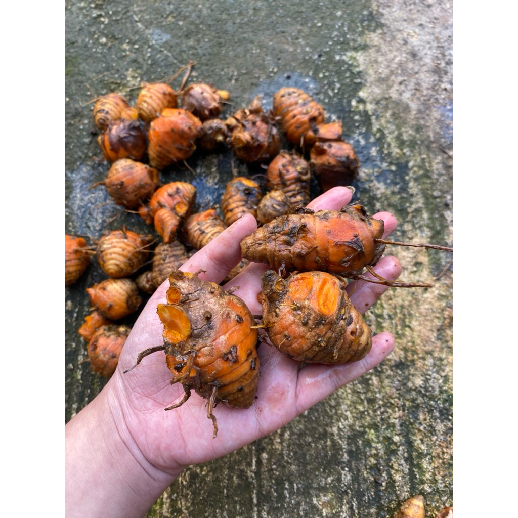 Biang Kunyit / Ibu Kunyit