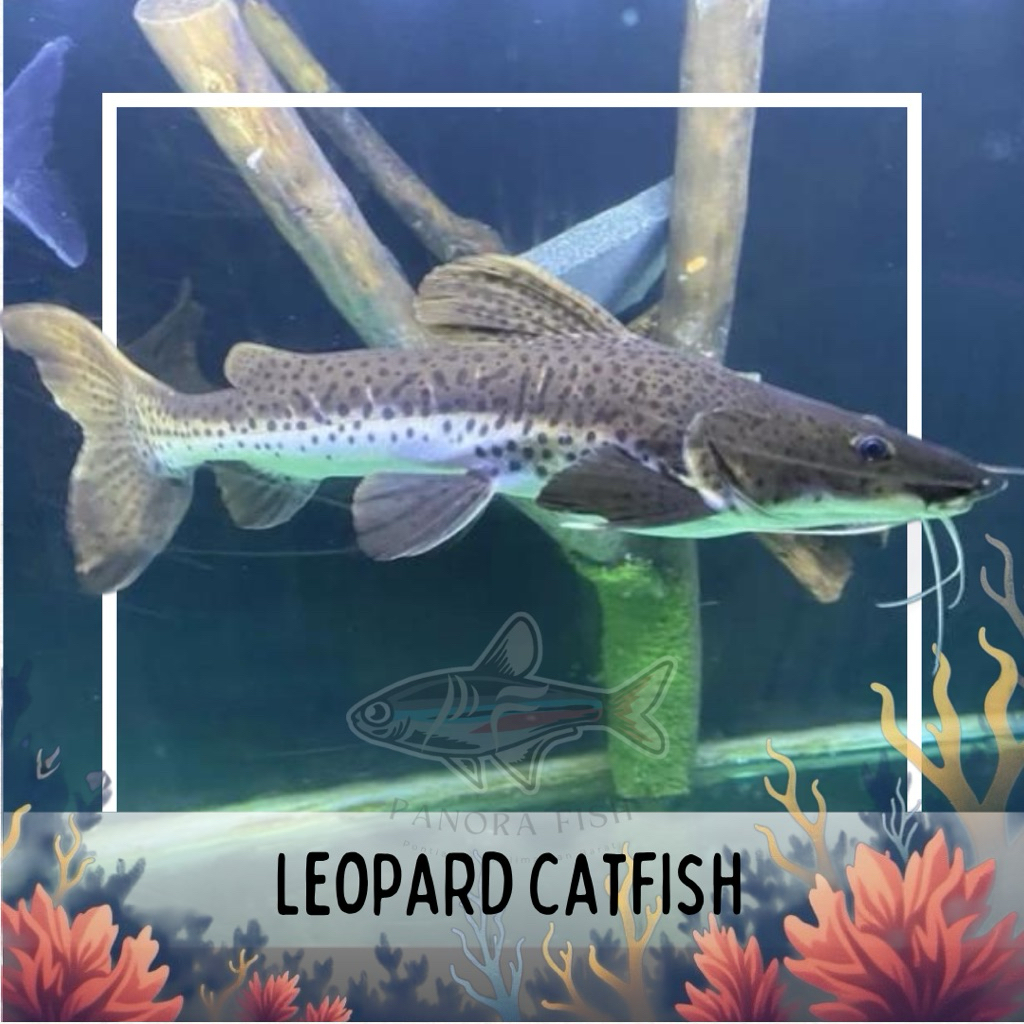 perlengkapan aquarium leopard catfish