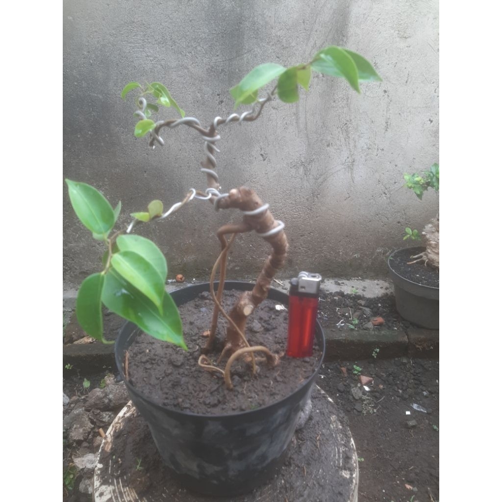 Bonsai Bahan Beringin Arjuna Unik Sesuai Foto