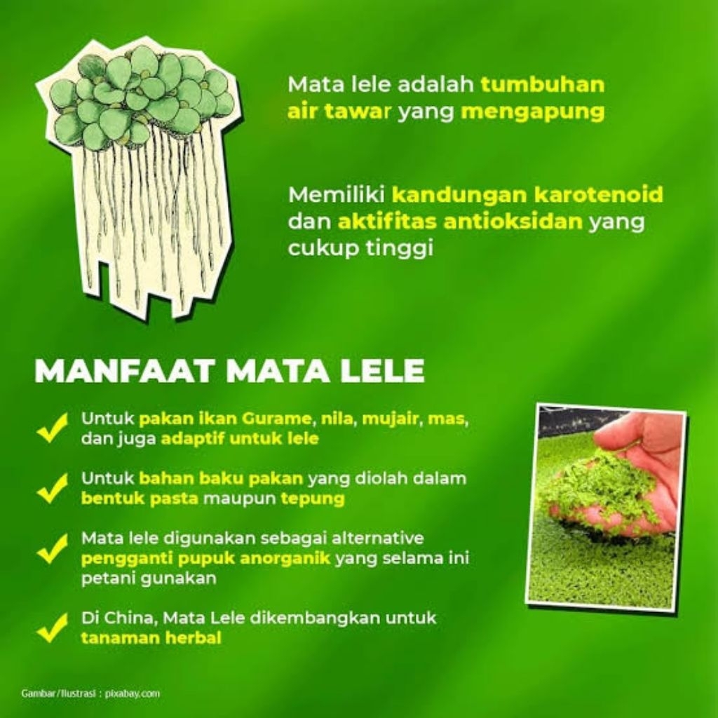 lemna/mata lele pakan alternatif