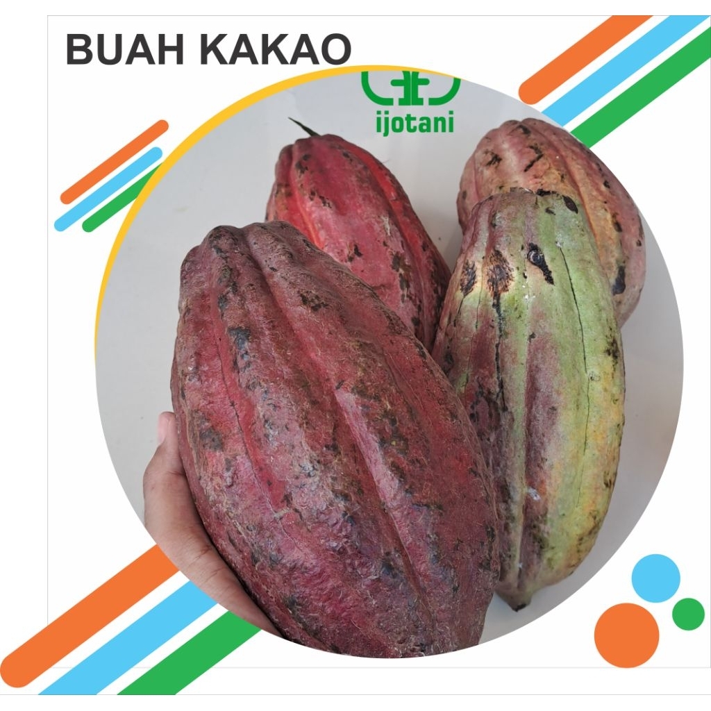 Buah Kakao MCC02