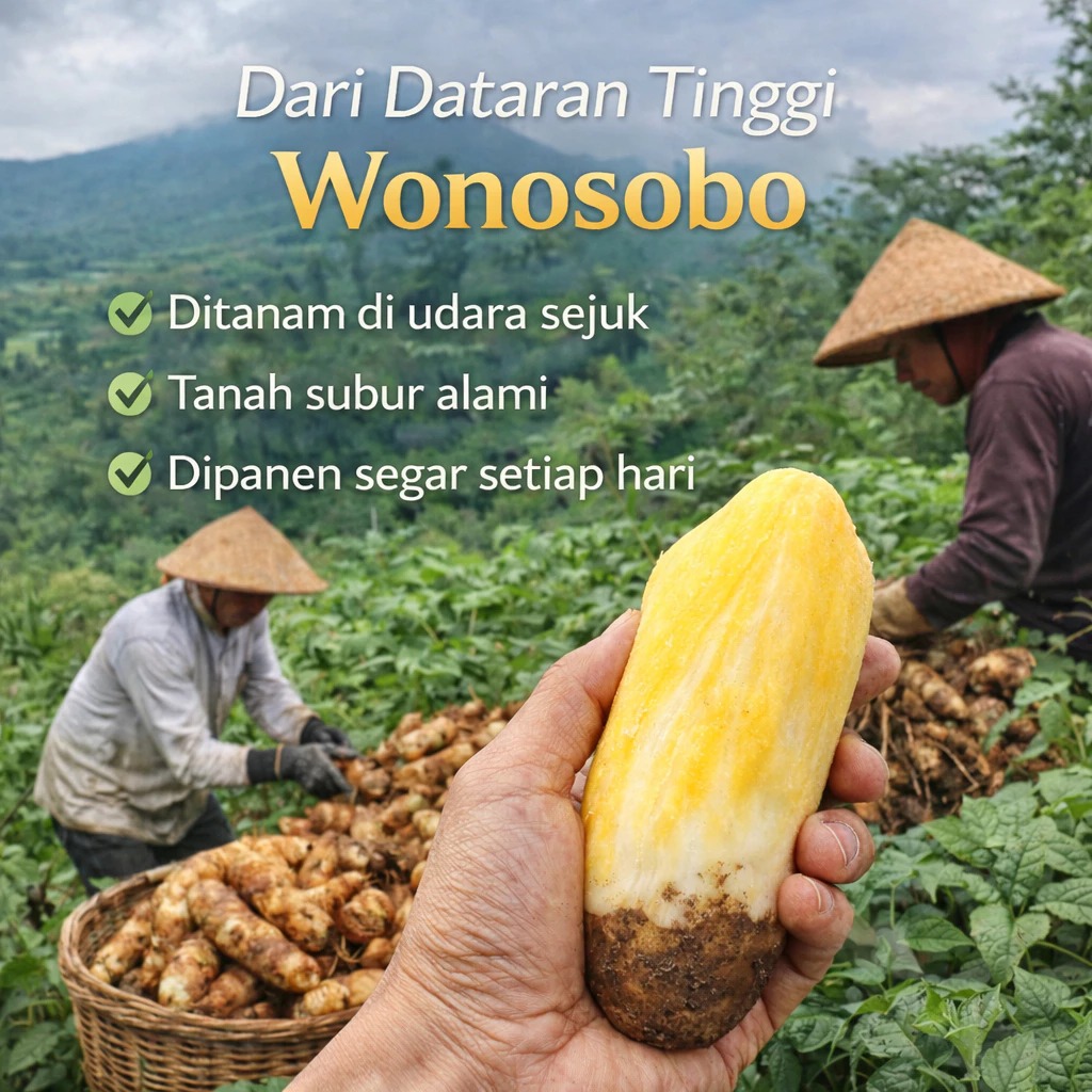 Ubi Yakon Asli Wonosobo Manis Segar dan Kriuk