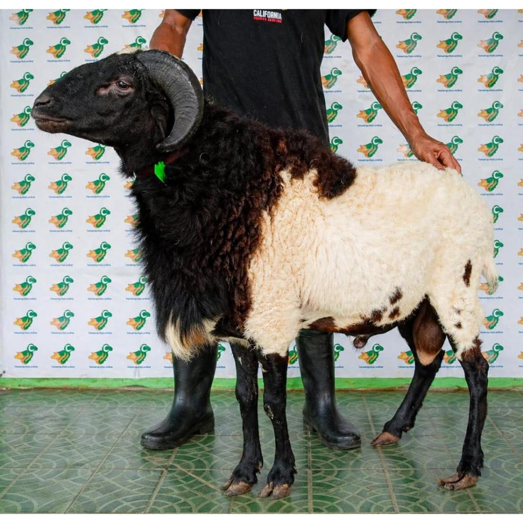 Domba Qurban Super 2, berat 45 sd 49 kg