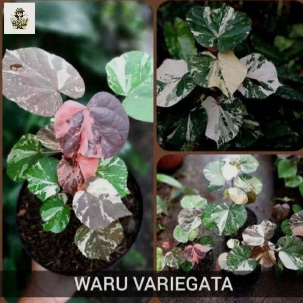 tanaman hias waru varigata - tanaman hias outdoor/indoor waru varigata.