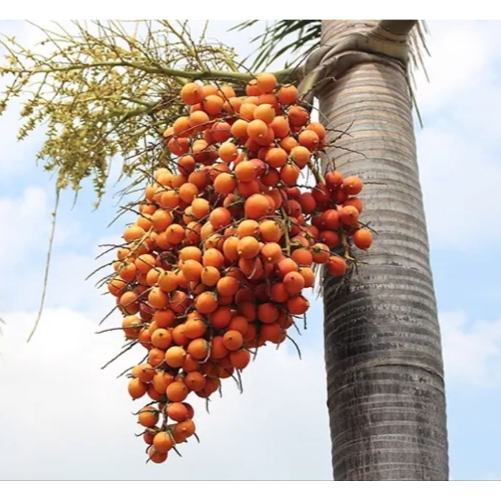 BUAH PINANG ORGANIK SUDAH BERSIH SUDAH DIRAJANG 250GR, HARAP MEMBACA DESCRIBSI SEBELUM MEMBELI PRODU
