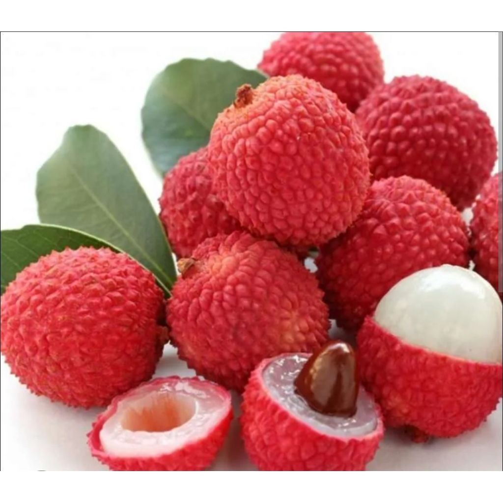 Tanaman Buah Leci Merah / Leci Kom