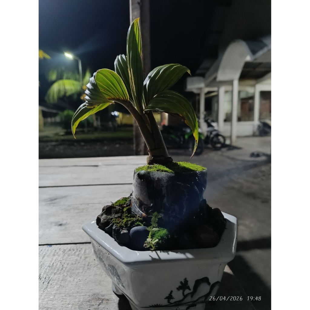 Bonsai kelapa sudah jadi siap pajang