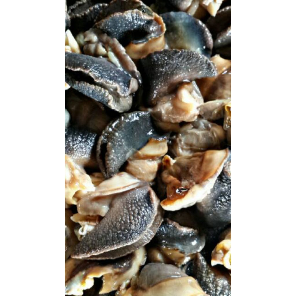 Daging Bekicot segar / Escargot / Daging Escargot