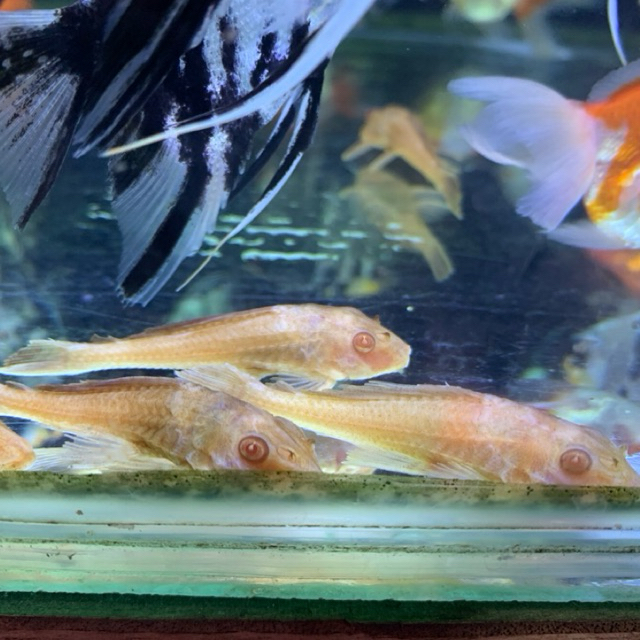 Ikan Sapu / ikan sapu-sapu albino only sameday dan instant