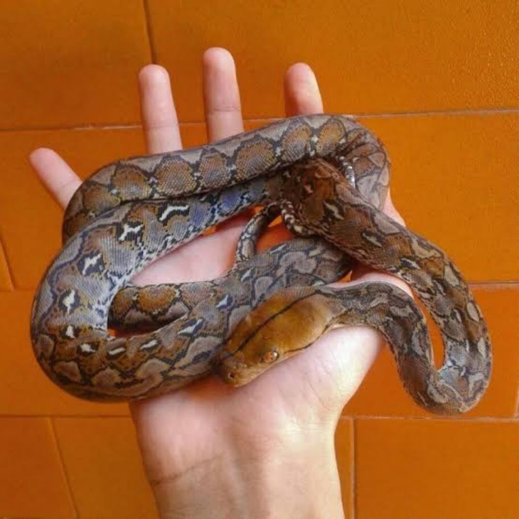 Mainan anak-anak Baby Reticulatus Normal