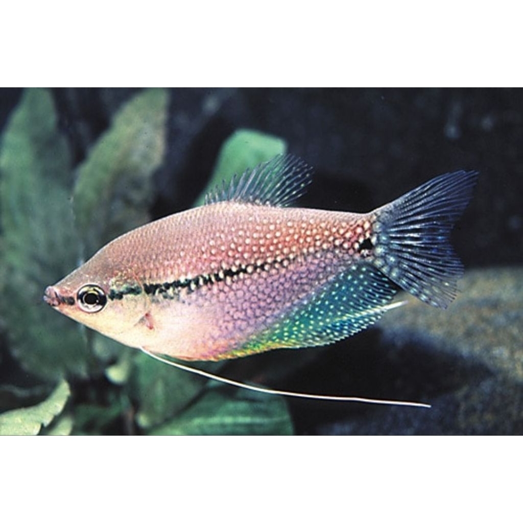 IKAN HIAS SEPAT MUTIARA