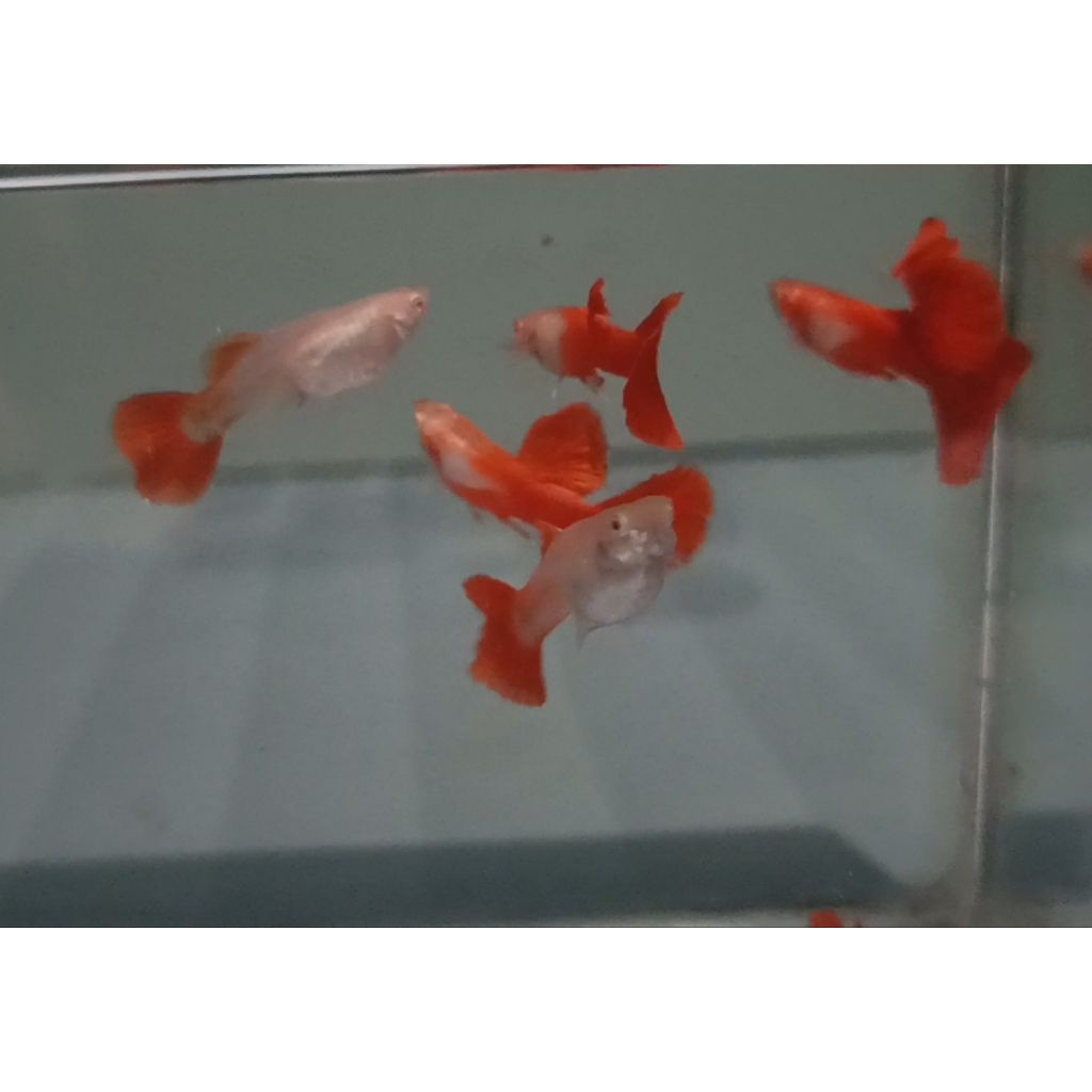 kayu guppy albino platinum red tail