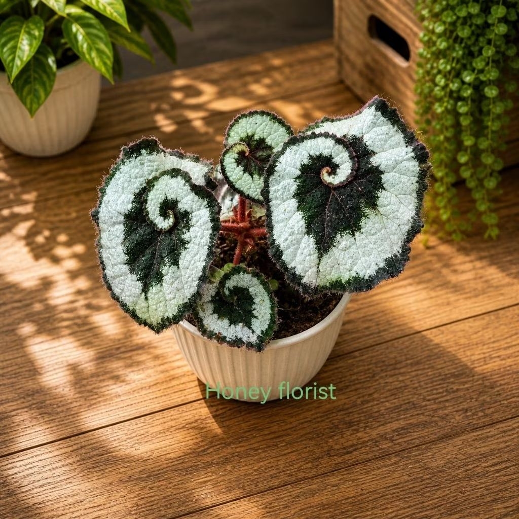 Begonia keong tanaman hias begonia daun unik escargot