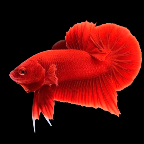 Ikan Cupang Plakat Super Red Jantan - Warna Merah Solid, Bentuk Ekor Indah, Ukuran Medium