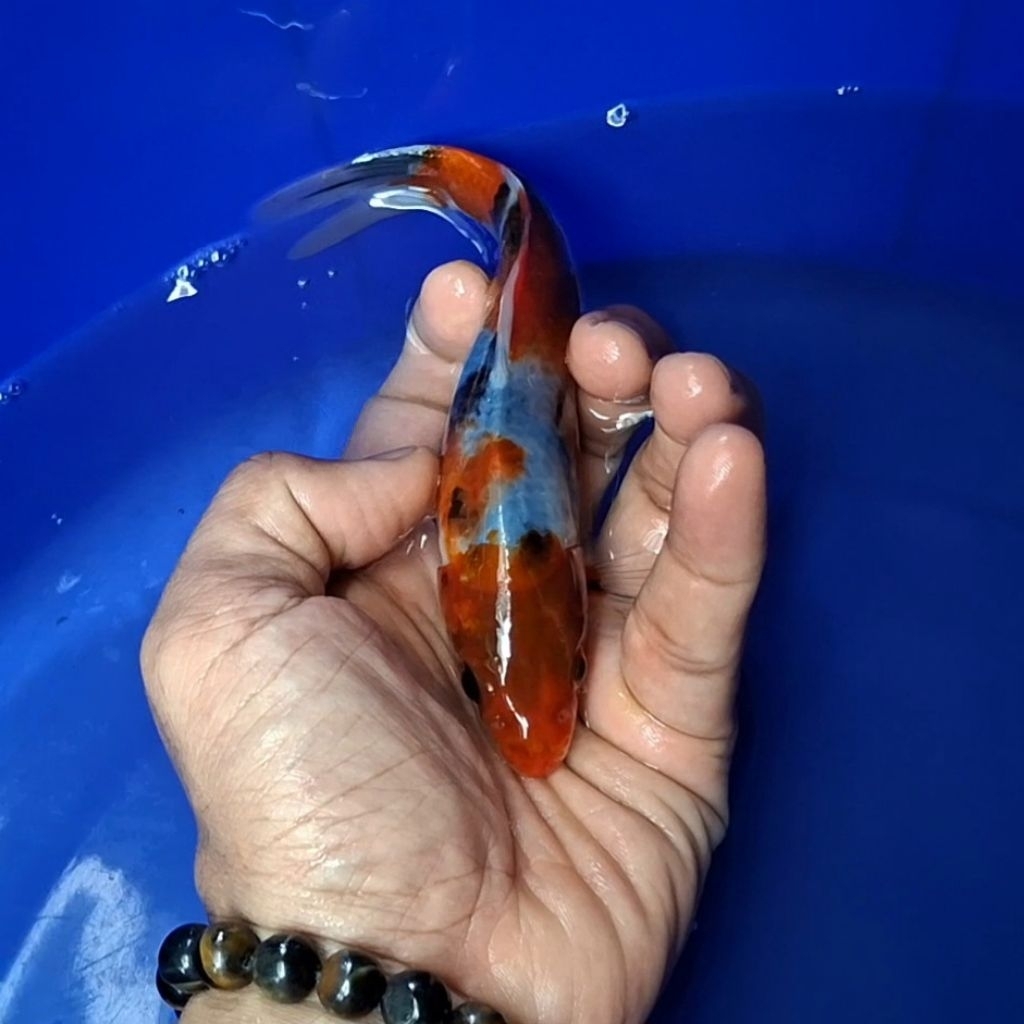 Ikan Koi Blitar Jenis Showa / Rumah Koi Jakarta / kode 0019